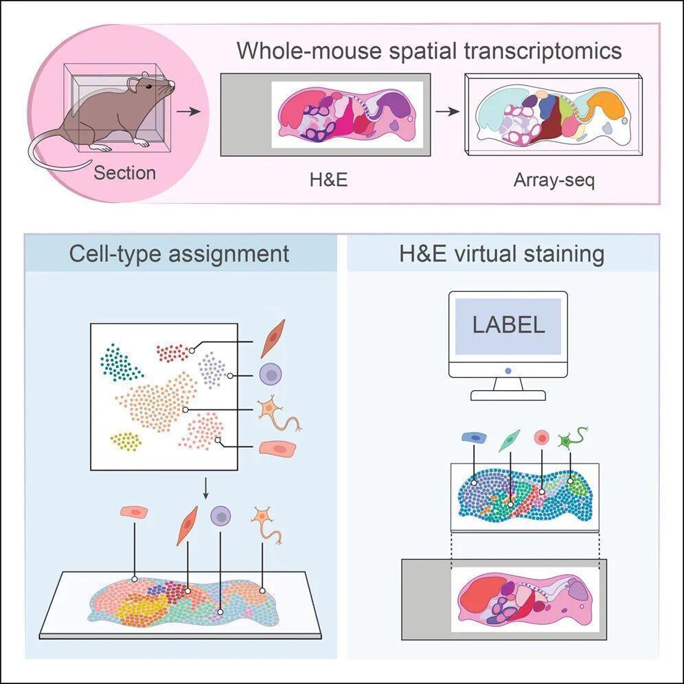  科研界潜藏的“全景地图”：解密小鼠全身分子图谱的底层逻辑 IT技术
